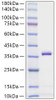 Recombinant Mouse Apolipoprotein E/APOE Protein (RPCB0665)