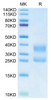 Biotinylated Recombinant Human CD3E&CD3D Protein (Primary Amine Labeling) (RPCB0669)
