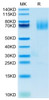 Recombinant Human TNFSF7/CD27 Ligand/CD70 Protein (RPCB0671)