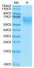 Biotinylated Recombinant Human B7-2/CD86 Protein (RPCB0674)