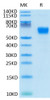 Recombinant Human/Cynomolgus/Rhesus macaque CD28 Protein (RPCB0677)