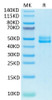 Biotinylated Recombinant Human CD3E&CD3G Protein (RPCB0679)