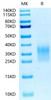 Biotinylated Recombinant Human CD24 Protein (RPCB0682)