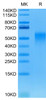 Recombinant Human/Cynomolgus/Rhesus macaque CD28 Protein (RPCB0687)