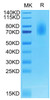 Biotinylated Recombinant Human TNFRSF8/CD30 Protein (RPCB0688)