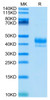 Recombinant Human CD3 epsilon (23-48) Protein (RPCB0694)