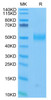 FITC-Labeled Recombinant Human Siglec-3/CD33 Protein (RPCB0697)