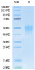 Biotinylated Recombinant Human/Cynomolgus/Rhesus macaque CD28 Protein (RPCB0710)