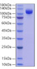 Recombinant Human Siglec-2/CD22 Protein (RPCB0711)