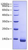 Recombinant Rat CCL5/RANTES Protein (RPCB0720)