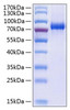 Recombinant Human EphA3 Protein (RPCB0746)