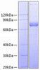 Recombinant Human SIRP-gamma/CD172g Protein (RPCB0747)