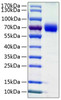 Recombinant Human B7-H5/Gi24/VISTA Protein (RPCB0750)