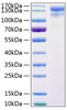 Recombinant Human HER1/ERBB1/EGFR Protein (RPCB0751)
