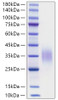 Recombinant Mouse CD47 Protein (RPCB0757)
