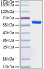 Recombinant Human BTN3A1/CD277 Protein (RPCB0770)