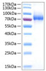 Recombinant Human IL-7RA/CD127 Protein (RPCB0773)