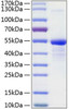 Recombinant Human 12E7/MIC2 /CD99 Protein (RPCB0787)
