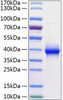 Recombinant Human LILRB4/ILT-3/CD85k Protein (RPCB0794)
