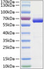Recombinant Human Siglec-15/CD33L3 Protein (RPCB0796)