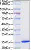 Recombinant Human Cystatin-SA/CST2 Protein (RPCB0803)