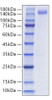 Recombinant Human Siglec-2/CD22 Protein (RPCB0804)