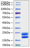 Recombinant Rat CSF-2/GM-CSF Protein (RPCB0805)