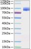 Recombinant Human Nectin-1/PVRL1/CD111 Protein (RPCB0815)
