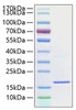 Recombinant Human IL-1F10 Protein (RPCB0819)