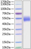 Recombinant Human Nectin-1/PVRL1/CD111 Protein (RPCB0823)