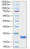 Recombinant Human IFN-alpha 4 Protein (RPCB0833)
