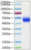 Recombinant Human CD14 Protein (RPCB0842)