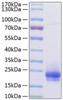 Recombinant Human Flt4 ligand/VEGF-C Protein (RPCB0846)