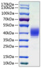 Recombinant Human CLL-1/MICL/CD371 Protein (RPCB0849)