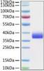 Recombinant Cynomolgus Siglec-15/CD33L3 Protein (RPCB0860)
