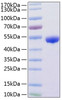 Recombinant Human Renin/REN Protein (RPCB0875)