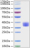 Recombinant MERS-CoV Spike RBD  Protein (RPCB0882)