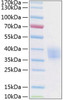 Recombinant Human Endothelial protein C receptor/CD201 Protein (RPCB0884)