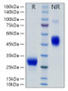 Recombinant Rat VEGF-A/VEGF164 Protein (RPCB0889)