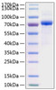 Recombinant Human Serpin D1/Heparin cofactor 2 Protein (RPCB0892)
