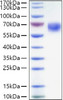 Recombinant Human TNFRSF7/CD27 Protein (RPCB0898)