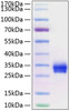 Recombinant Human TNFRSF5/CD40 Protein (RPCB0901)