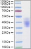 Recombinant Human NKAT-2/KIR2DL3/CD158b2 Protein (RPCB0905)