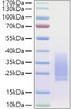 Recombinant Human BMPR-2 Protein (RPCB0912)