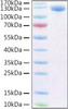 Recombinant Human PIgR Protein (RPCB0919)
