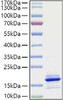 Recombinant Human CCL21 Protein (RPCB0921)