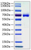 Recombinant Human Ephrin-A3/EFNA3 Protein (RPCB0922)