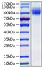 Recombinant Human IL-13RA1/CD213a1 Protein (RPCB0923)