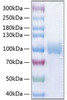 Recombinant Human PVR/CD155 Protein (RPCB0935)