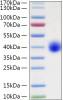 Recombinant Human LILRA5/ILT-11/CD85f Protein (RPCB0943)